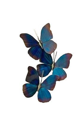 Copper Art - Blue Morpho Triple