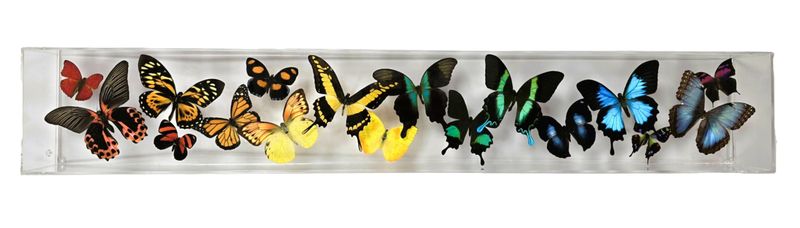 Butterfly Artwork - 6x36 Museum Mount Rainbow
