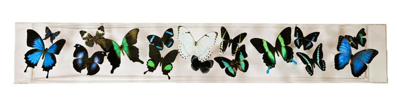 Butterfly Artwork - 6x36 Museum Mount Blue and Green