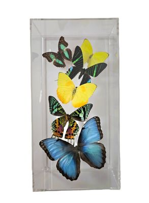 Butterfly Artwork