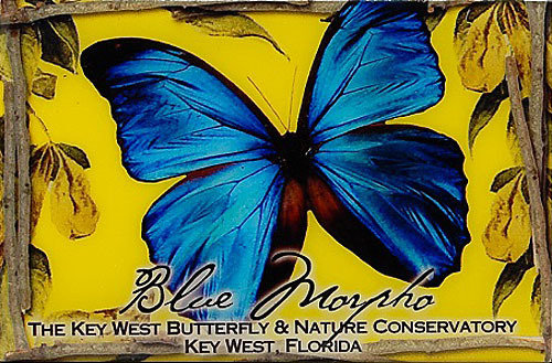 Magnet - Blue Morpho