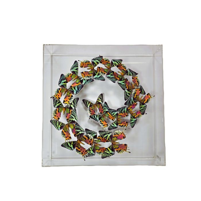 Butterfly Artwork - 15x15 Madagascar Wave