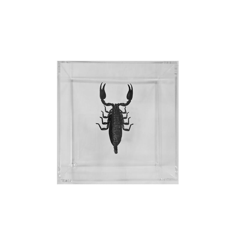 Bug Artwork - Scorpion