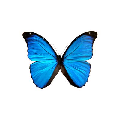 Admission, Weddings and Events