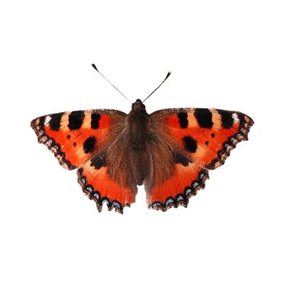 Sale Items      (Items Change Weekly!)