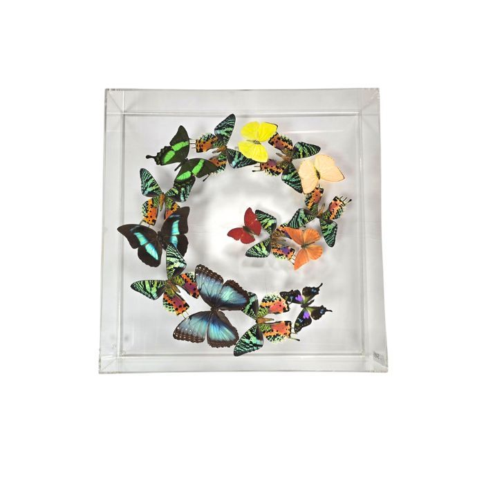 Butterfly Artwork - 15x15 Multi Color Wave