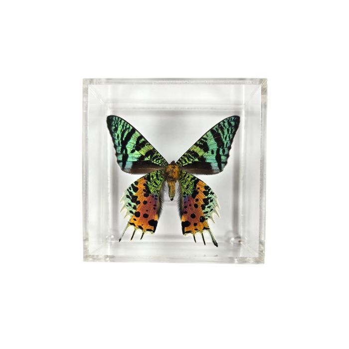 Butterfly Artwork - 4&quot; X 4&quot; Square Butterfly Display With One Butterfly
