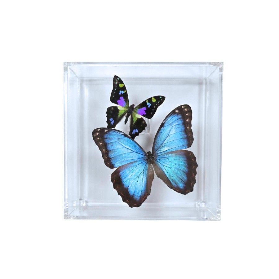 Butterfly Artwork - 6" X 6" Square Display With Two Butterflies