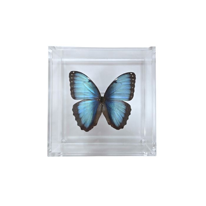 Butterfly Artwork - 6&quot; X 6&quot; Square Butterfly Display With Morpho Peleides #278