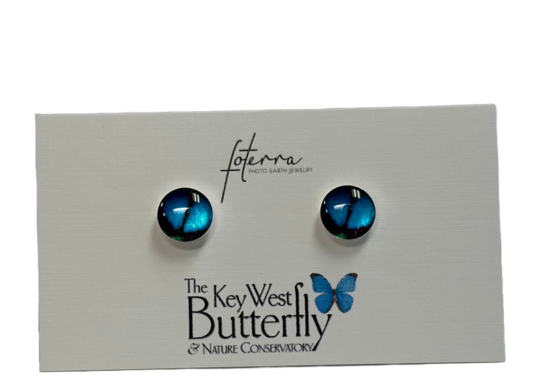 Earring - Blue Morpho Post