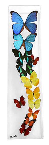 18 - 6&quot; X 24&quot; Butterfly Display Flight