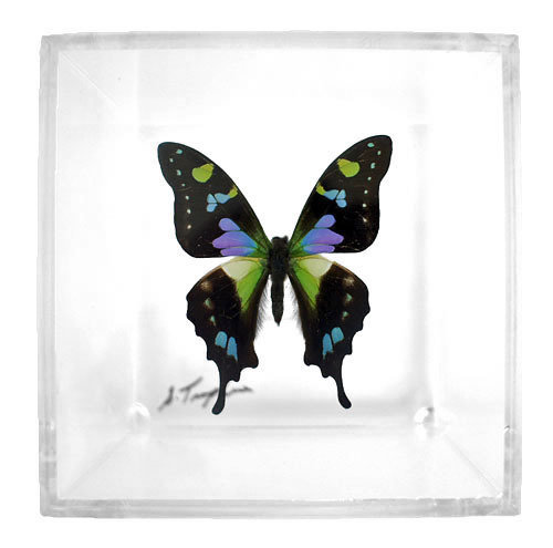 01 - 4" X 4" Square Butterfly Display With One Butterfly
