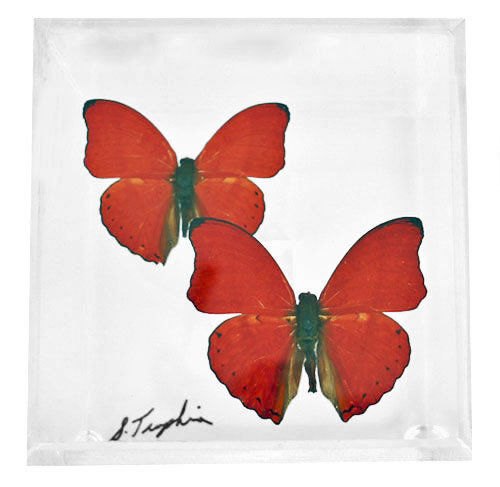 02 - 4" X 4" Square Butterfly Display With Two Butterflies