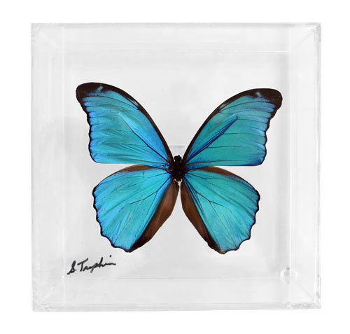 03 - 6" X 6" Square or Diamond Butterfly Display With Large Butterfly