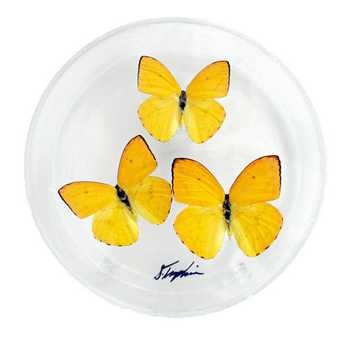 06 - 6" Round Display With Three Butterflies