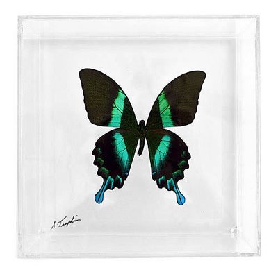 07 - 7" X 7" Square or Diamond Display With Premium Butterfly