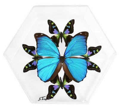 09 - 8" X 7" Hexagonal Butterfly Display