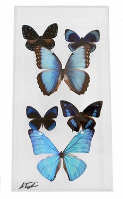 11 - 6" X 12" Butterfly Display Museum Mount