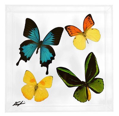 12 - 10" x 10" Butterfly Display With Four Butterflies