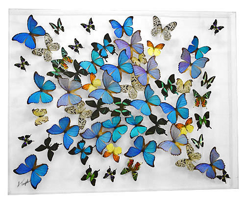 29 - 33" X 42" Butterfly Display