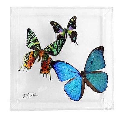 Butterfly Artwork