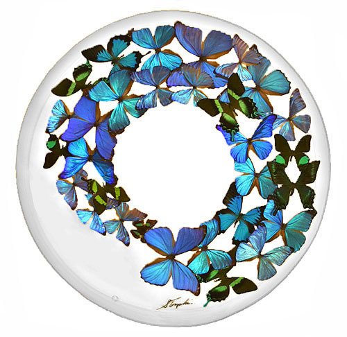32 - 24" Circle Butterfly Display Blue