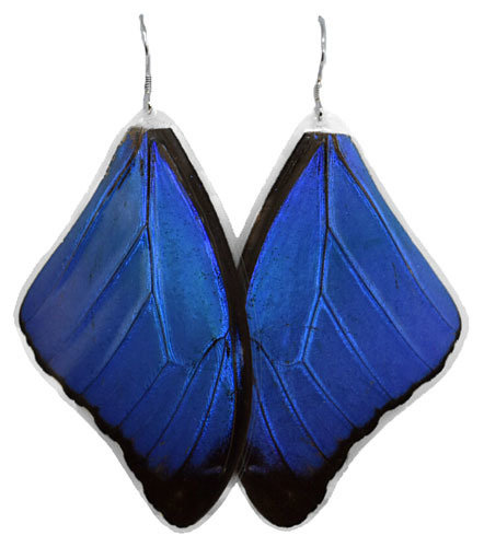 Authentic Butterfly Wing Earrings Laminated Premium