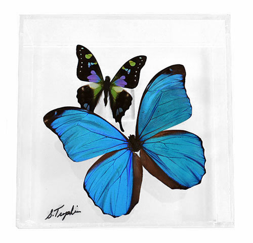 04 - 6&quot; X 6&quot; Square Display With Two Butterflies