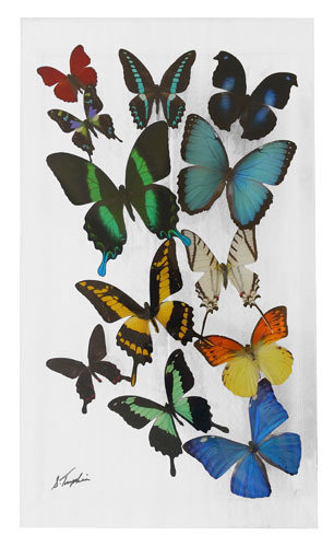 17 - 10" X 17" Butterfly Display