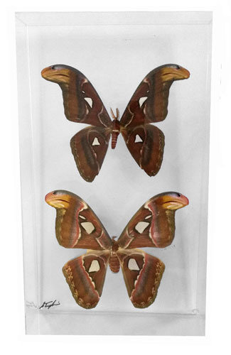 16 - 10" X 17" Double Moth Display