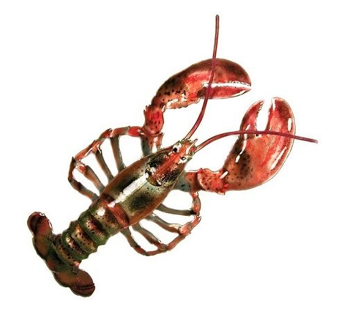 Bovano - Lobster