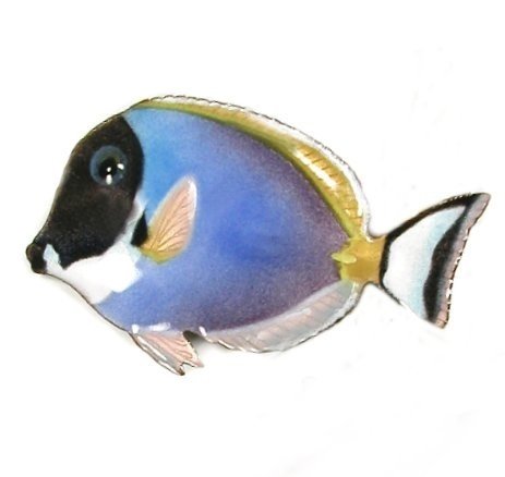 Bovano - Blue Surgeon Fish