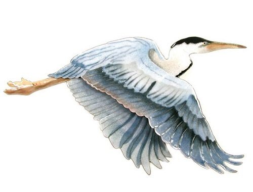 Wall Art - Bovano - Flying Heron