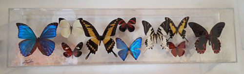 17 - 6&quot; X 24&quot; Butterfly Display Museum Mount