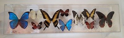 17 - 6" X 24" Butterfly Display Museum Mount