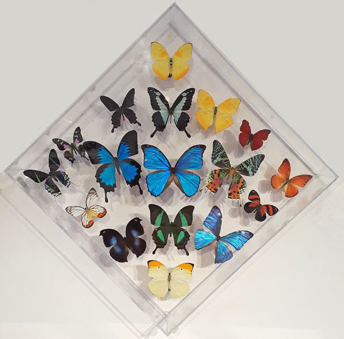 21 - 15" X 15" Diamond Butterfly Display Flight