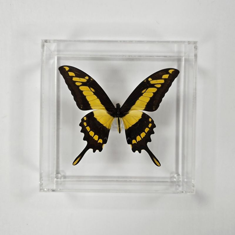 Butterfly Artwork - 6" X 6" Square Butterfly Display With Large Butterfly