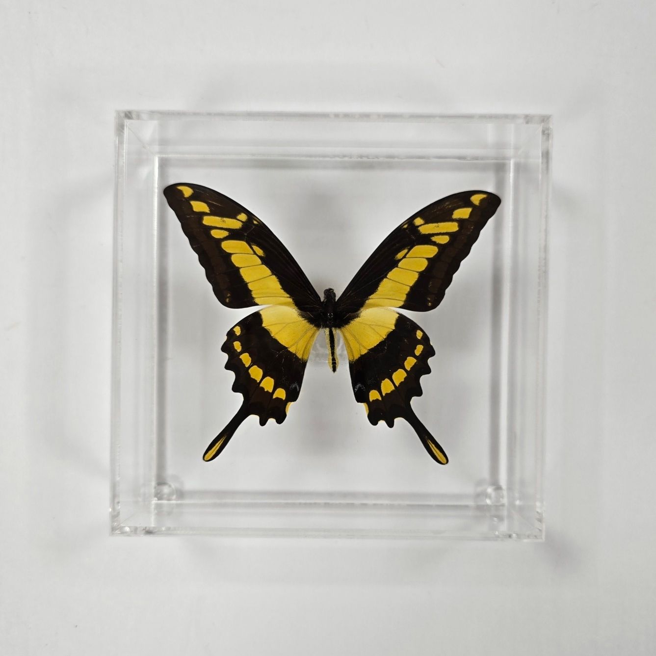 Butterfly Artwork - 6" X 6" Square Butterfly Display With Large Butterfly