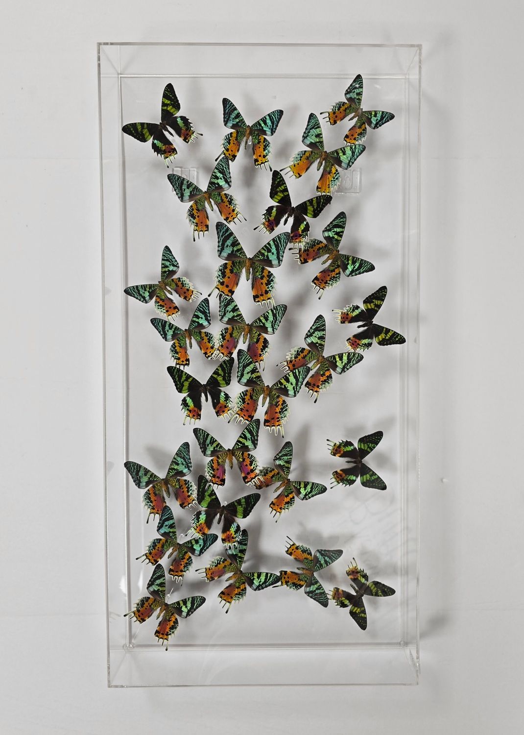 Butterfly Artwork- 15x30 Trails