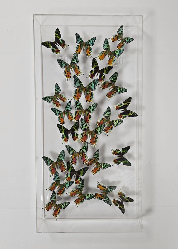 Butterfly Artwork- 15x30 Trails