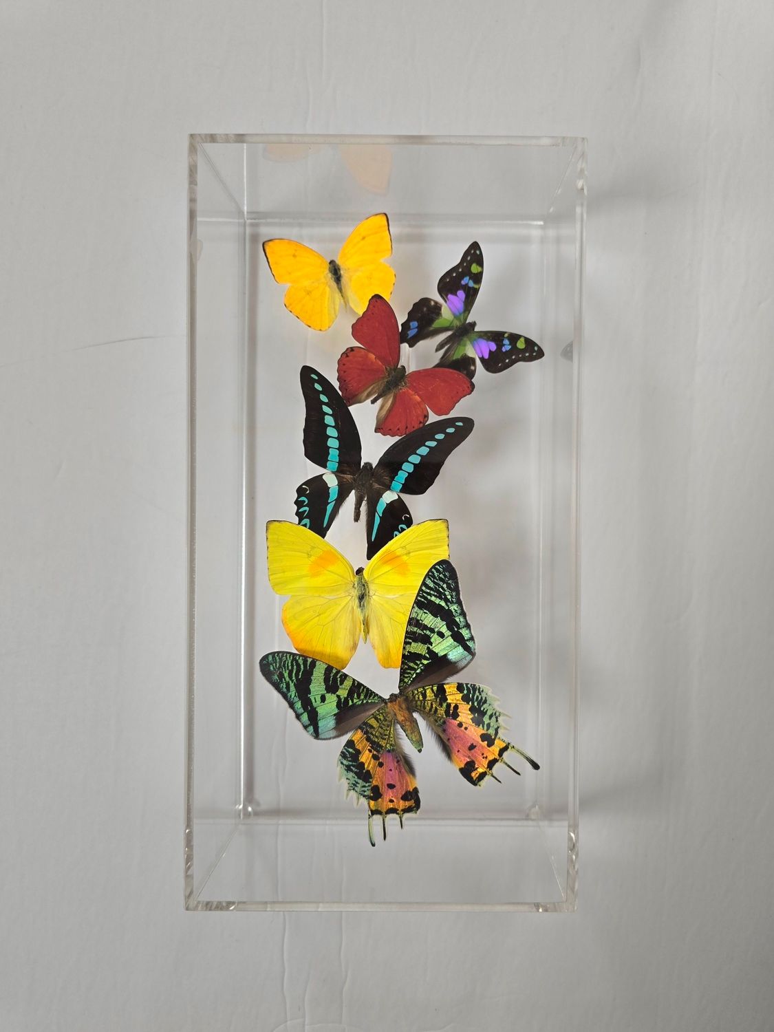 Butterfly Artwork - 6x12 Flight