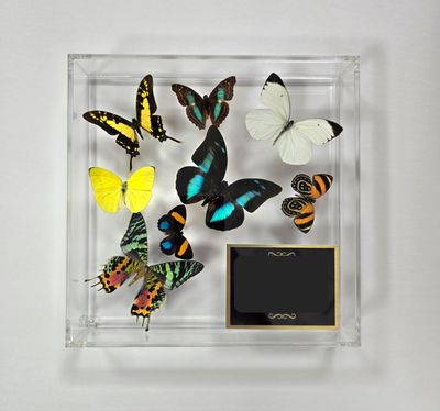 Butterfly Artwork- 10" X 10" Plaque Butterfly Display-Yellow