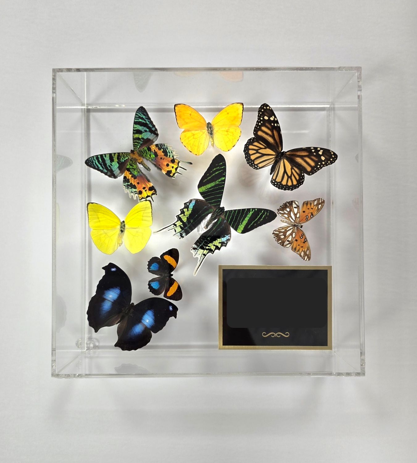 Butterfly Artwork- 10" X 10" Plaque Butterfly Display-Green