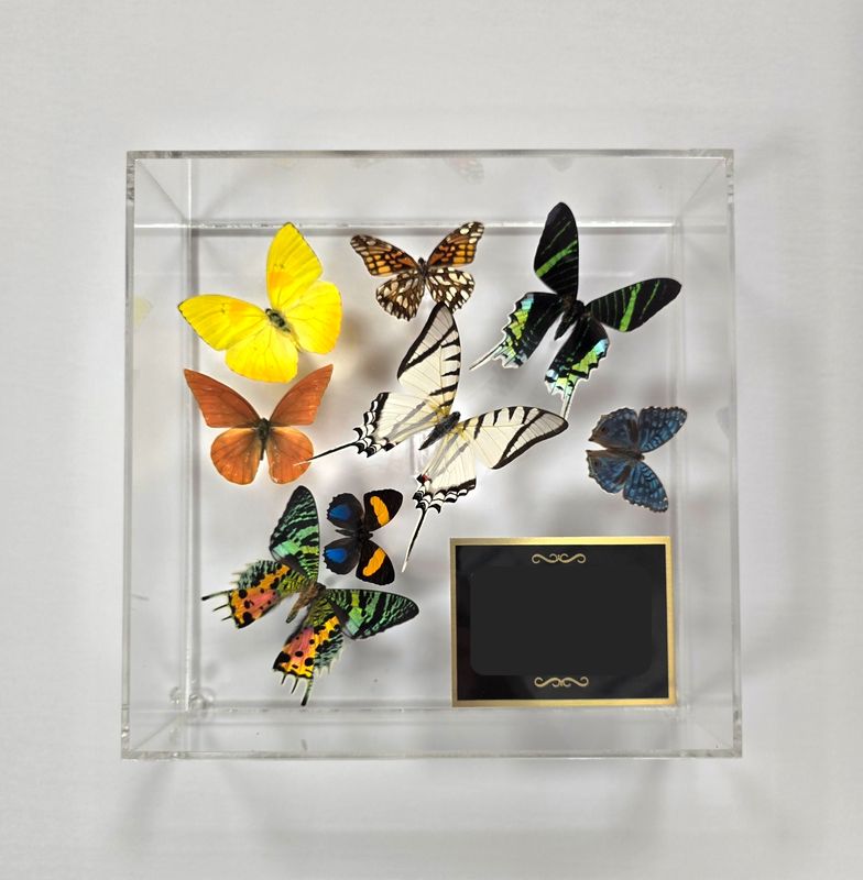 Butterfly Artwork- 10" X 10" Plaque Butterfly Display- Madagascar