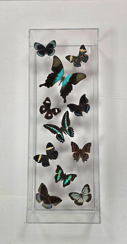 Butterfly Artwork -7x20 Spatial