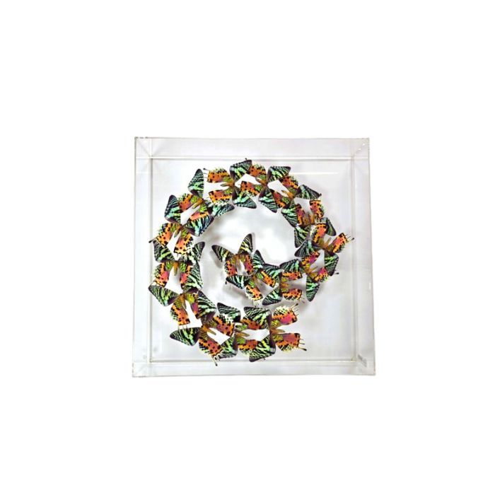 Butterfly Artwork - 15x15 Madagascar Wave