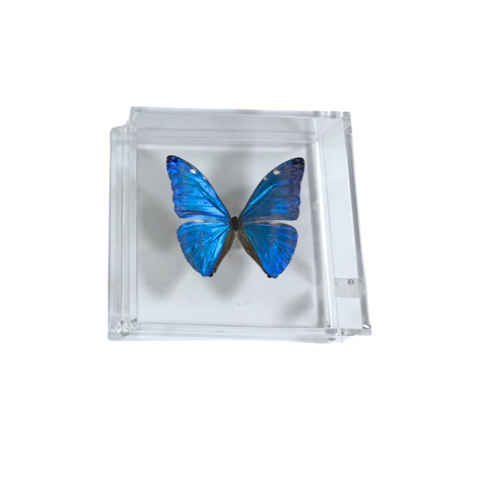 Butterfly Artwork - 6" X 6" #36