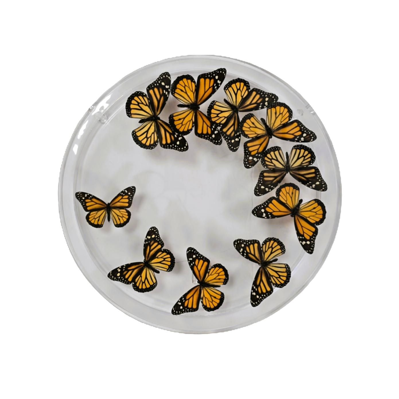 Butterfly Artwork - 12 Inch Circle Monarch Swirl