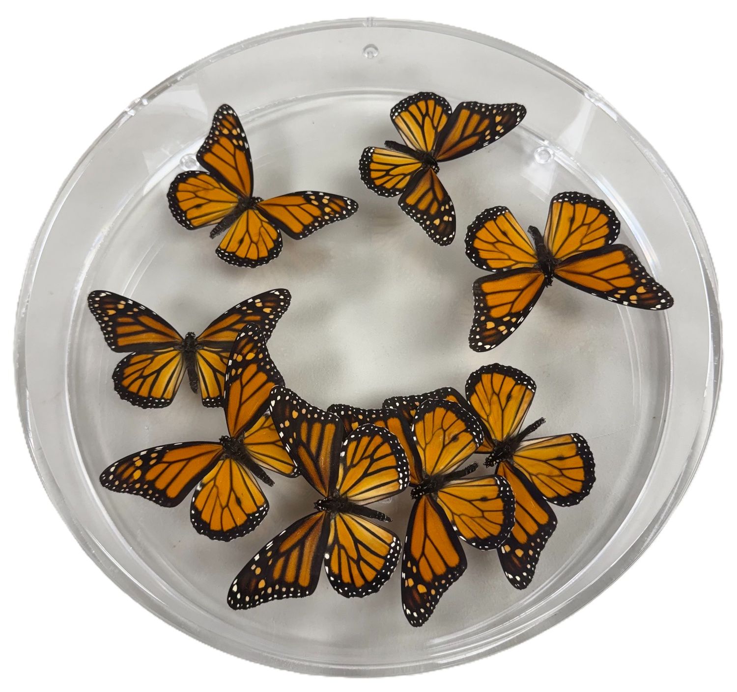 Butterfly Artwork - 12 Inch Circle Monarch Swirl