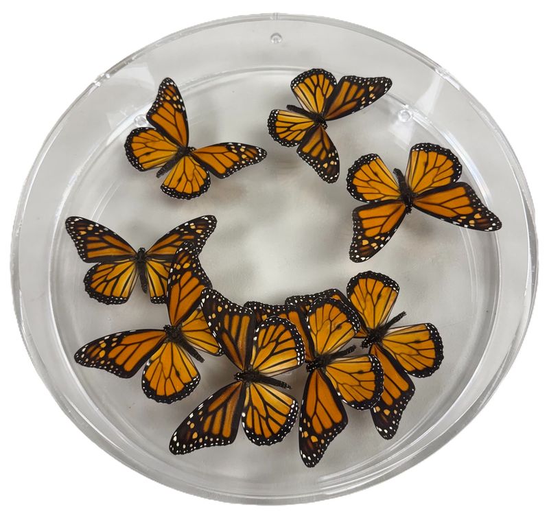 Butterfly Artwork - 12 Inch Circle Monarch Swirl